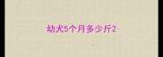 幼犬5个月多少斤