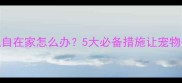 上班狗狗独自在家怎么办5大必备措施让宠物安全又安心