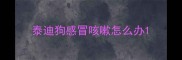 泰迪狗感冒咳嗽怎么办