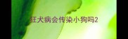 狂犬病会传染小狗吗
