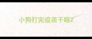 小狗打完疫苗干呕