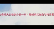 哈士奇幼犬价格多少钱一只最新购买指南与饲养要点