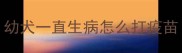 幼犬一直生病怎么打疫苗