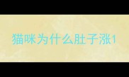 猫咪为什么肚子涨