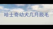 哈士奇幼犬几月脱毛
