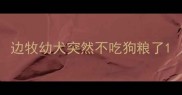 边牧幼犬突然不吃狗粮了