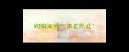 狗狗闻到气体老鼠药