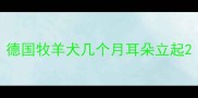 德国牧羊犬几个月耳朵立起