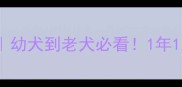 边牧疫苗全攻略幼犬到老犬必看1年1次真的科学吗