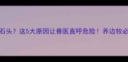 边牧疯狂吃石头这5大原因让兽医直呼危险养边牧必看的科学解答