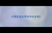 小朋友适合养拉布拉多吗