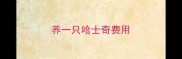 养一只哈士奇费用