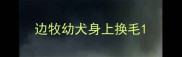 边牧幼犬身上换毛