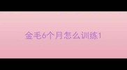 金毛6个月怎么训练