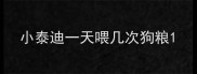 小泰迪一天喂几次狗粮