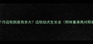 5个月边牧到底有多大边牧幼犬生长全附体重身高对照表