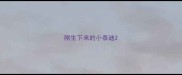 刚生下来的小泰迪