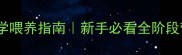 仓鼠一个月科学喂养指南新手必看全阶段营养搭配表