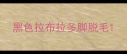 黑色拉布拉多脚脱毛