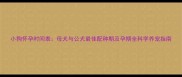 小狗怀孕时间表母犬与公犬最佳配种期及孕期全科学养宠指南