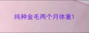 纯种金毛两个月体重