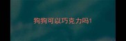 狗狗可以巧克力吗