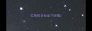 拉布拉多和金下的狗