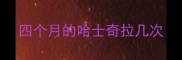 四个月的哈士奇拉几次