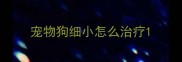 宠物狗细小怎么治疗