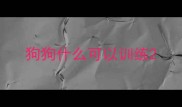 狗狗什么可以训练