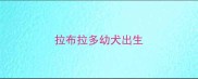 拉布拉多幼犬出生