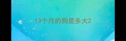 13个月的狗是多大