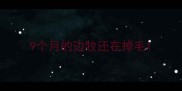 9个月的边牧还在掉毛