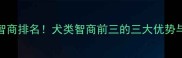 拉布拉多智商排名犬类智商前三的三大优势与养护指南