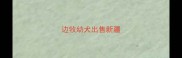 边牧幼犬出售新疆