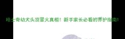 哈士奇幼犬头顶冒火真相新手家长必看的养护指南