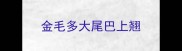 金毛多大尾巴上翘