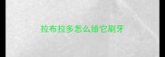 拉布拉多怎么给它刷牙