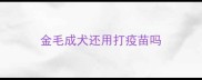 金毛成犬还用打疫苗吗