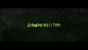 宠物的智商排行榜