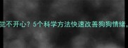 拉布拉多总感觉不开心5个科学方法快速改善狗狗情绪附养护指南