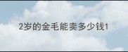 2岁的金毛能卖多少钱