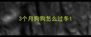 3个月狗狗怎么过冬