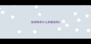 宠物狗里什么狗最聪明