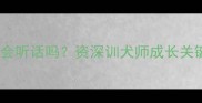 哈士奇长大后真的会听话吗资深训犬师成长关键期与科学训练法
