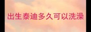 出生泰迪多久可以洗澡