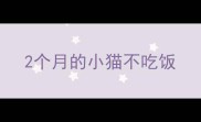 2个月的小猫不吃饭