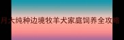边牧幼犬出售3个月大纯种边境牧羊犬家庭饲养全攻略附购买避坑指南