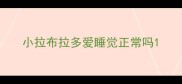 小拉布拉多爱睡觉正常吗