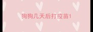 狗狗几天后打疫苗